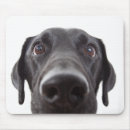 Recherche de labrador retriever noir tapis souris Animal