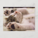 Recherche de étendu cartes postales Chat