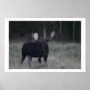 Recherche de orignaux taureau posters Vache