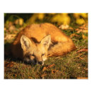 Recherche de animaux sauvages mignons posters Nature