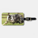 Recherche de border collie merle Frontière