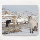 Recherche de jument tapis souris Neige