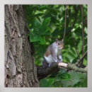 Recherche de écureuil posters Arbre