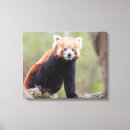 Recherche de panda rouge art Peinture