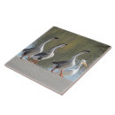 Recherche de oie carreaux Oiseaux