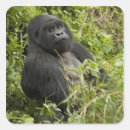 Recherche de gorille de montagne autocollants Herbivore