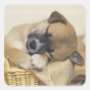 Recherche de petite race de chien autocollants Innocence