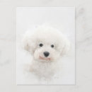 Recherche de chien de frise bichon cartes postales Animal de compagnie