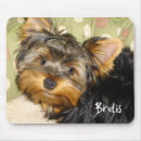 Recherche de chiot yorkie tapis souris Animal