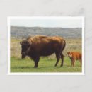 Recherche de theodore roosevelt cartes postales Bison