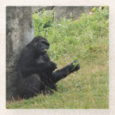 Recherche de gorille dessous de verres Faune