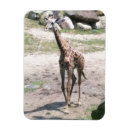 Recherche de nature magnets Girafe