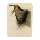 Recherche de hirondelles magnets Hirundo rustica