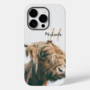 Recherche de de vache coques Bétail