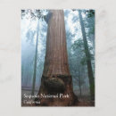 Recherche de arbre de séquoia cartes postales Forêt