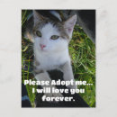 Recherche de adoption de chat cartes postales Chats
