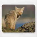 Recherche de coyote tapis souris Nature