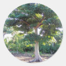 Recherche de sagesse autocollants Arbre
