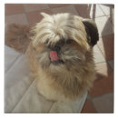 Recherche de shih tzu tissu Animaux de compagnie