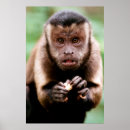 Recherche de singe capucin posters Animal