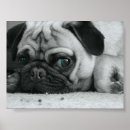 Recherche de familiers posters Portraits