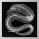 Recherche de squelettes animaux posters Serpent