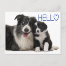 Recherche de chiot de border collie cartes postales Chien