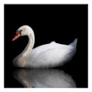 Recherche de cygne blanc posters Animal