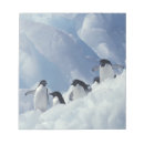 Recherche de loup blocsnotes Neige