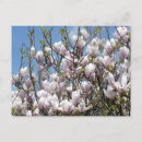Recherche de magnolia cartes postales Printemps