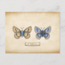 Recherche de papillon bleu cartes postales Pour tous