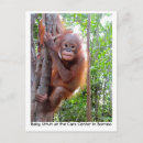 Recherche de grande singe cartes postales Animal