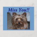 Recherche de yorkshire terrier cartes postales Vous manquez