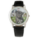 Recherche de de chiot montres Carlin