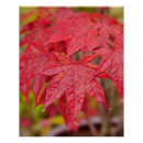Recherche de érable japonais posters Automne