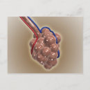 Recherche de sanguin cartes postales Grossissement