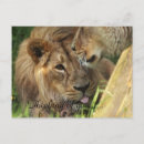 Recherche de lion africain vœux cartes Lions