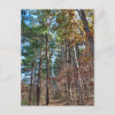 Recherche de chemin forestier cartes postales Arbres
