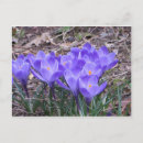 Recherche de crocus cartes postales Printemps