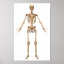 Recherche de cage thoracique posters Fémur