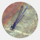 Recherche de damselfly autocollants Animal