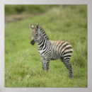 Recherche de jeune zèbre posters Animal
