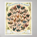 Recherche de coq posters Portraits