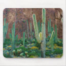 Recherche de saguaro électronique Sud ouest