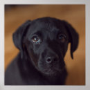 Recherche de animaux de bébé posters Chien