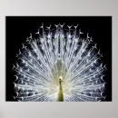 Recherche de oiseau noir et blanc posters Pour elle