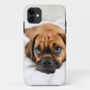 Recherche de carlin mignon iphone coques Arrière plan