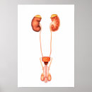 Recherche de génital posters Sain