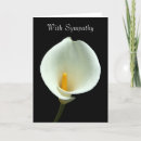 Recherche de calla lilly photographie Blanc