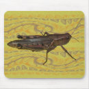 Recherche de sauterelles tapis souris Bogue